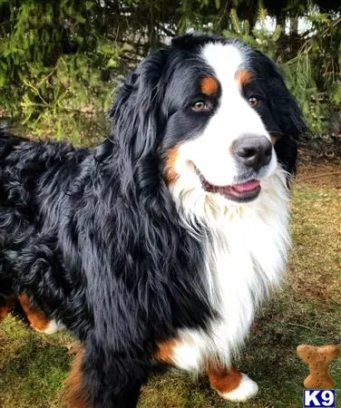 Bernese Mountain Dog stud dog