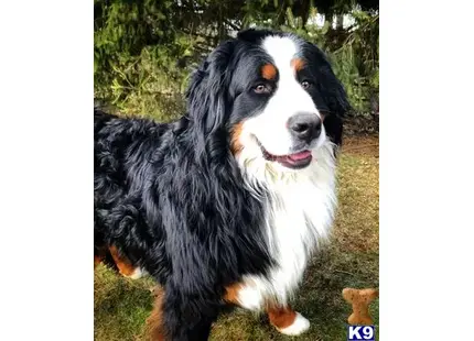 a black and white bernese mountain dog dog