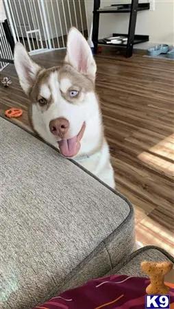 Siberian Husky