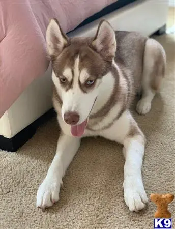 Siberian Husky stud dog