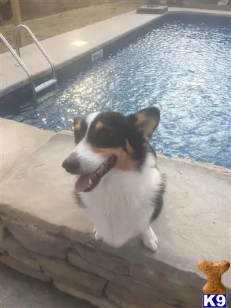 Pembroke Welsh Corgi stud dog