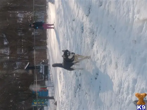 Siberian Husky stud dog