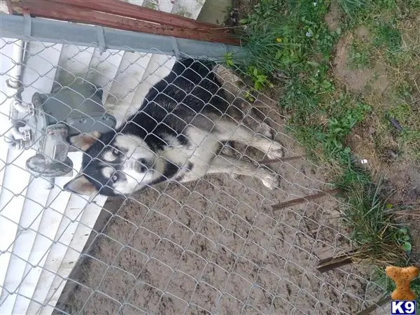 Siberian Husky stud dog