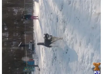 Siberian Husky