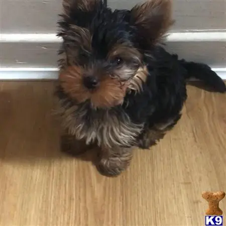 Yorkshire Terrier