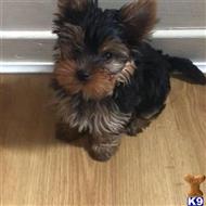 yorkshire terrier puppy posted by donald78