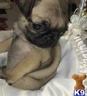 pug puppy posted by donaldlunce