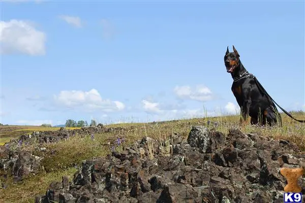 Doberman Pinscher