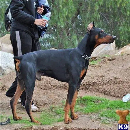 Doberman Pinscher stud dog