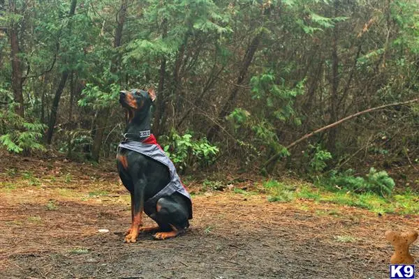 Doberman Pinscher stud dog