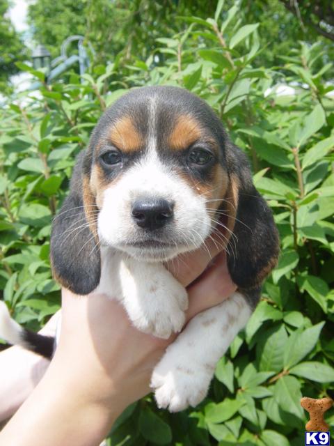 beagle puppy posted by donhunter