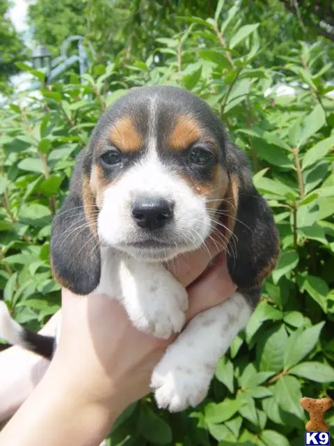 Beagle