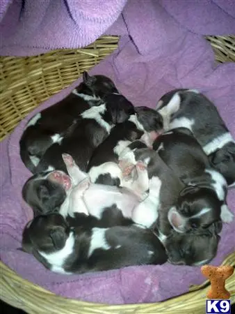 English Springer Spaniel puppy for sale