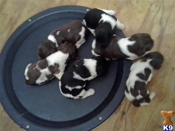 English Springer Spaniel puppy for sale