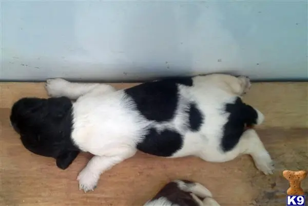 English Springer Spaniel puppy for sale