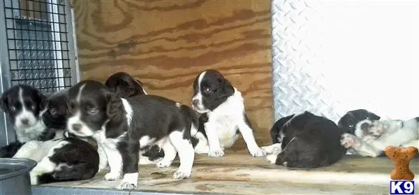 English Springer Spaniel puppy for sale