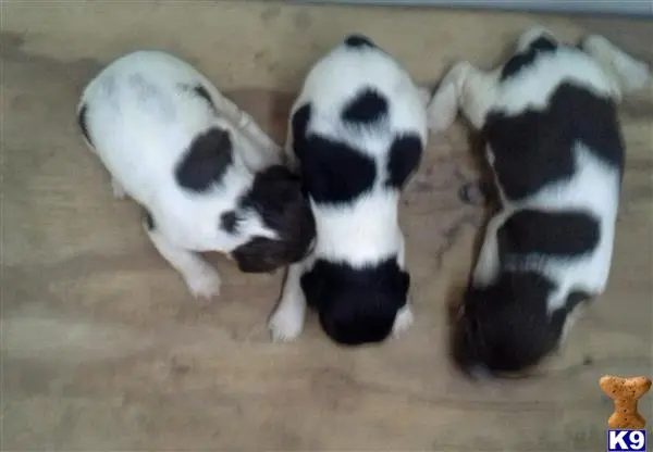 English Springer Spaniel puppy for sale