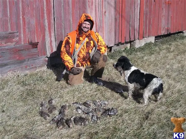 English Springer Spaniel puppy for sale