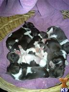 Male pups AFC  NFC Champion Bloodlines available English Springer Spaniel puppy located in TIFFIN