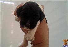 Shadow available English Springer Spaniel puppy located in TIFFIN