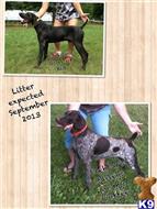 german shorthaired pointer puppy posted by donirae65