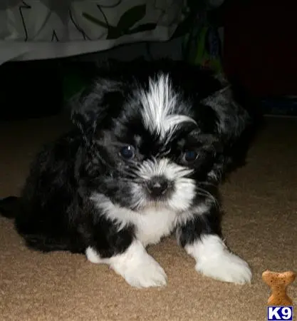 Shih Tzu puppy for sale