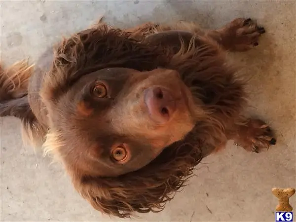 English Cocker Spaniel stud dog