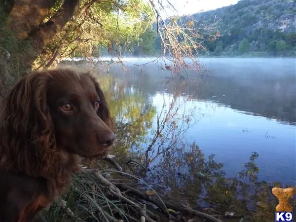 English Cocker Spaniel stud dog