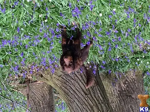 English Cocker Spaniel stud dog