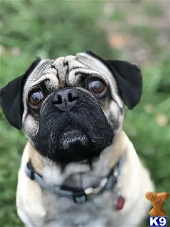 Pug