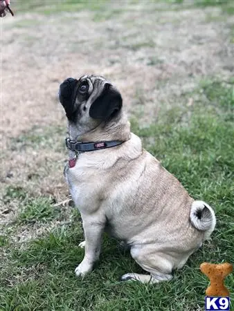 Pug stud dog