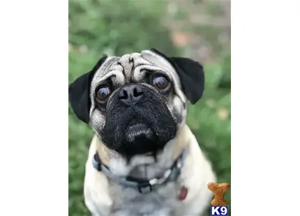 Pug