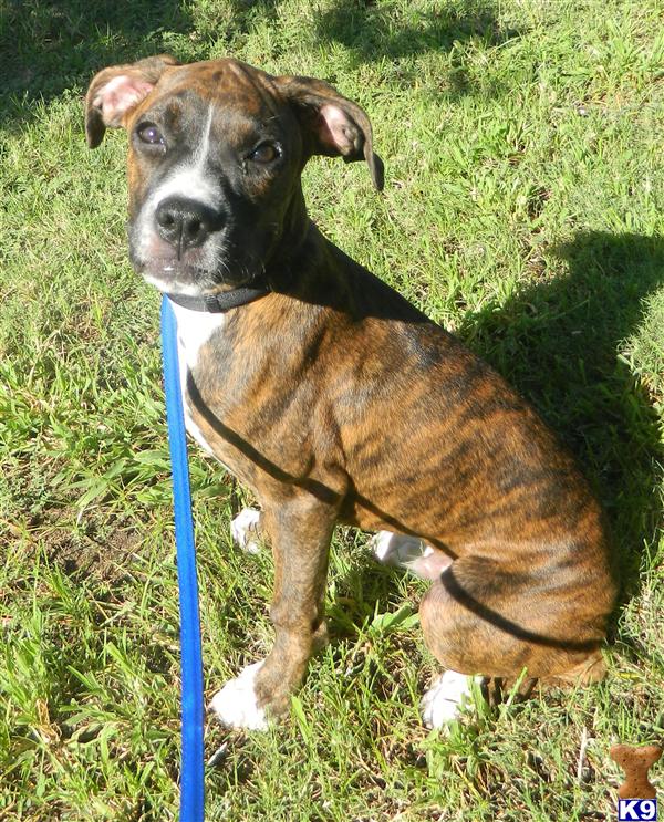 boxer puppies washington state boxer puppy for sale flashy brindle akc boxer puppy 4 years boxer puppies washington state boxer puppy for sale flashy brindle akc boxer puppy 4 years