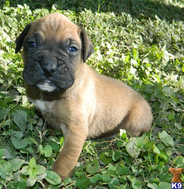 boxer puppies az boxer puppies for sale in arizona boxer puppies az boxer puppies for sale in arizona