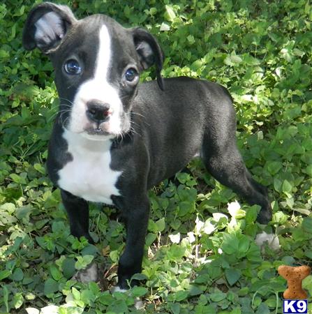 boxer puppies az boxer puppies for sale in arizona boxer puppies az boxer puppies for sale in arizona