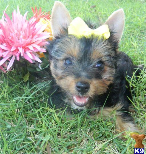 pemberly yorkies terrier puppy for sale introducing coco the beautiful yorkie puppy from 4 pemberly yorkies terrier puppy for sale introducing coco the beautiful yorkie puppy from 4