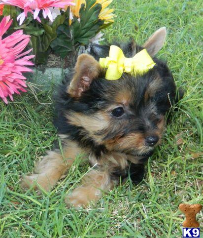 pemberly yorkies terrier puppy for sale introducing coco the beautiful yorkie puppy from 4 pemberly yorkies terrier puppy for sale introducing coco the beautiful yorkie puppy from 4