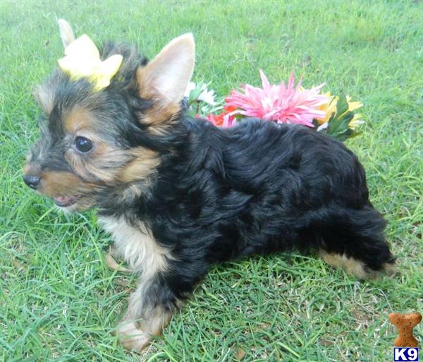 pemberly yorkies terrier puppy for sale introducing coco the beautiful yorkie puppy from 4 pemberly yorkies terrier puppy for sale introducing coco the beautiful yorkie puppy from 4