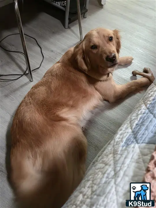 Golden Retriever female dog