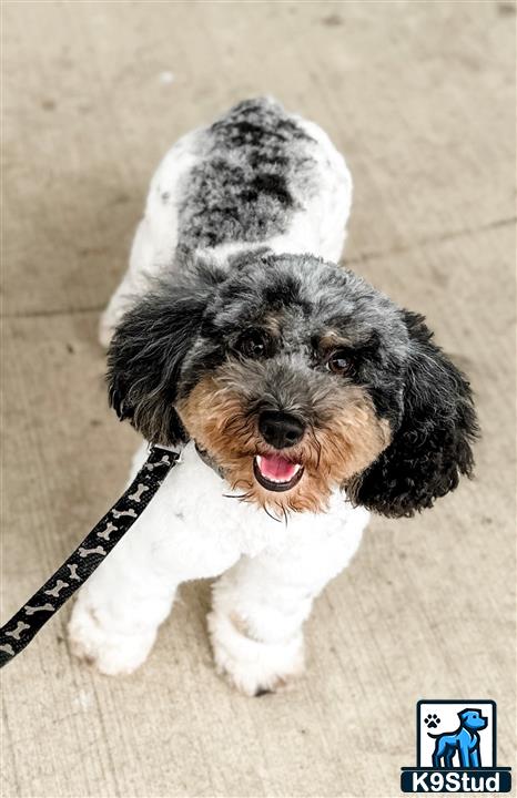 a aussiedoodle dog on a leash