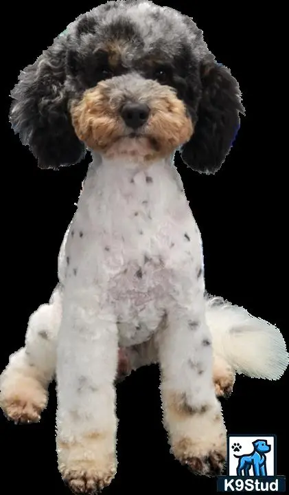 Aussiedoodle stud dog