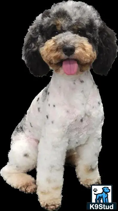 Aussiedoodle stud dog