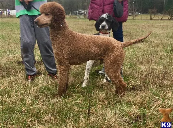 Poodle stud dog