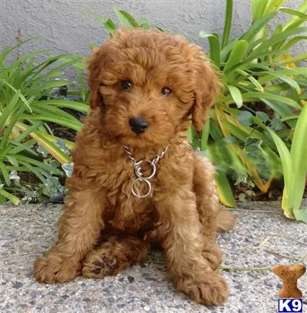 Goldendoodles puppy for sale