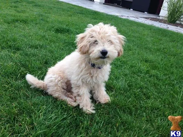 Goldendoodles puppy for sale