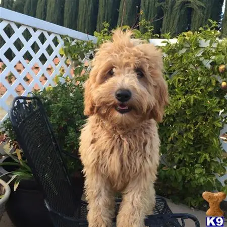 Goldendoodles puppy for sale