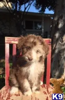 Goldendoodles puppy for sale