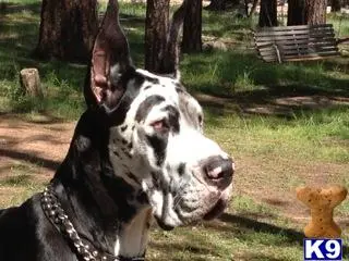 Great Dane stud dog