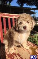 aussiedoodle puppy posted by doodlesndanes