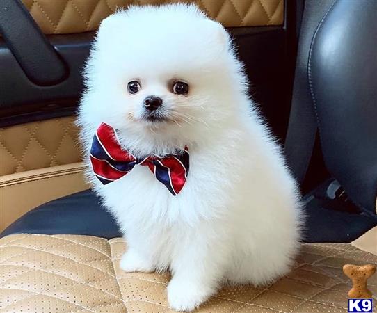 Pomeranian dog